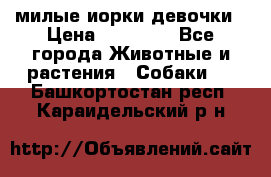 милые иорки девочки › Цена ­ 15 000 - Все города Животные и растения » Собаки   . Башкортостан респ.,Караидельский р-н